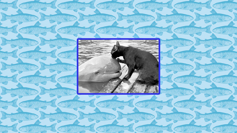 Black Cat and Dolphin