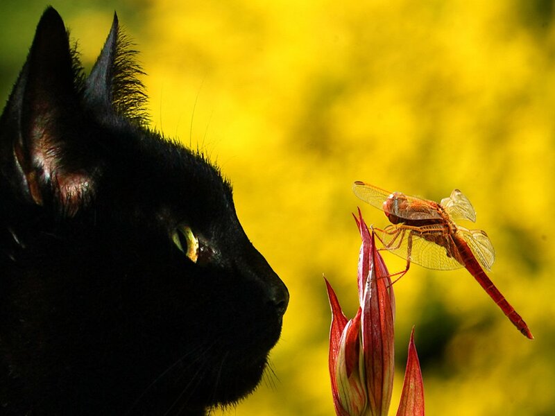 Black Cat and Dragonfly