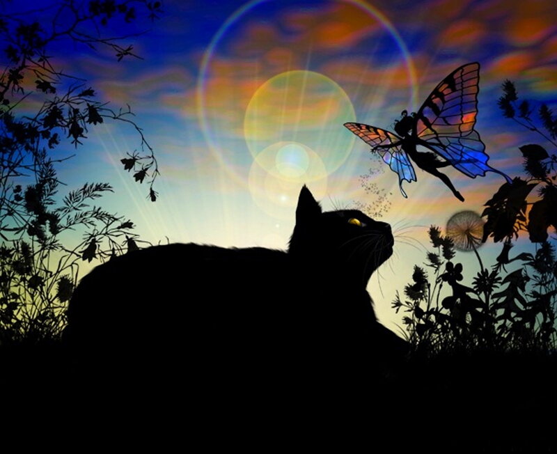 Black Cat and Fairy