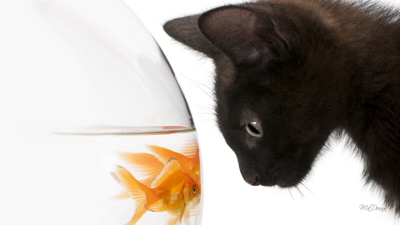 Black Cat and Goldfish — Curious