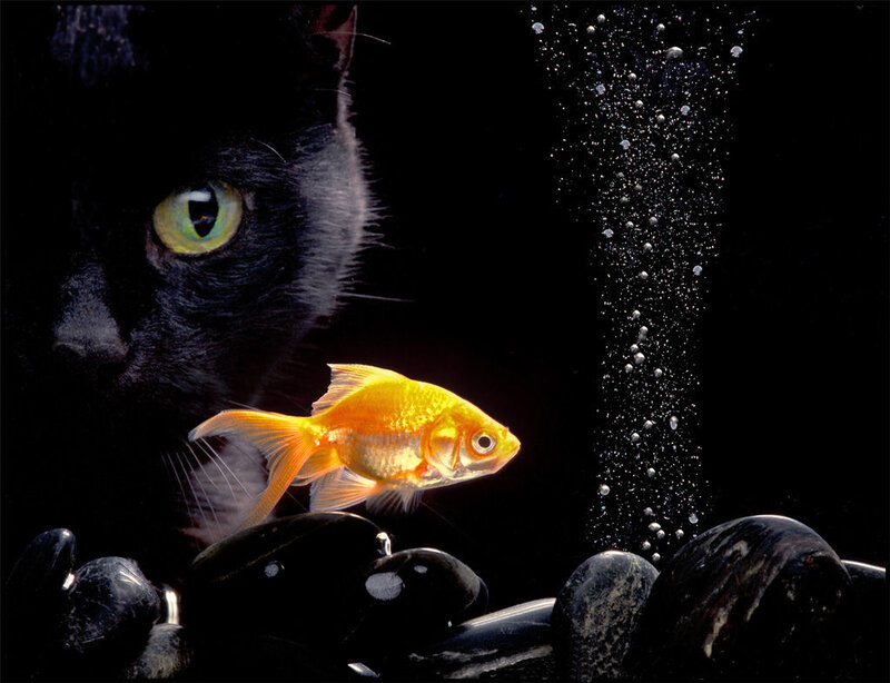 Black Cat and Goldfish — Dramatic
