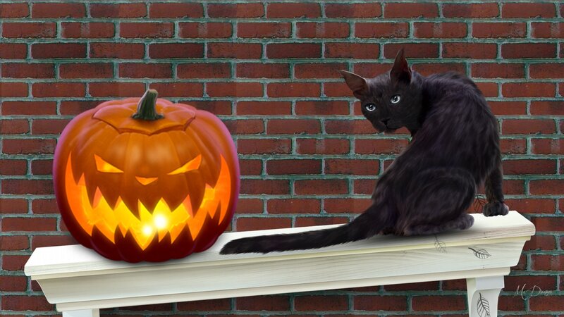 Black Cat and Jack-o'-lantern — Orange