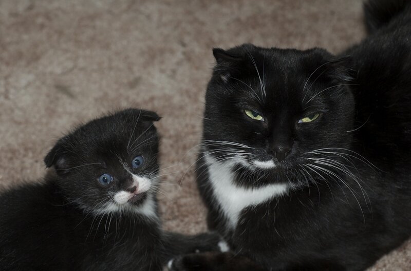 Black cat and kitten together