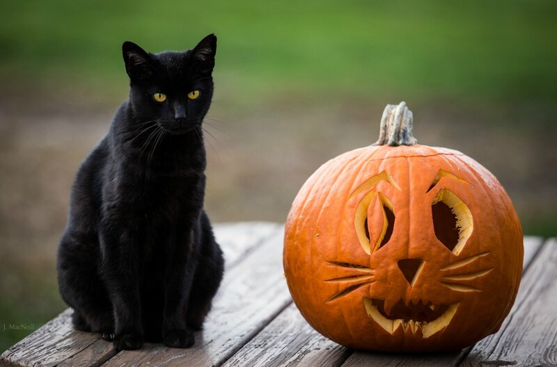 Black Cat and Pumpkin — Calm
