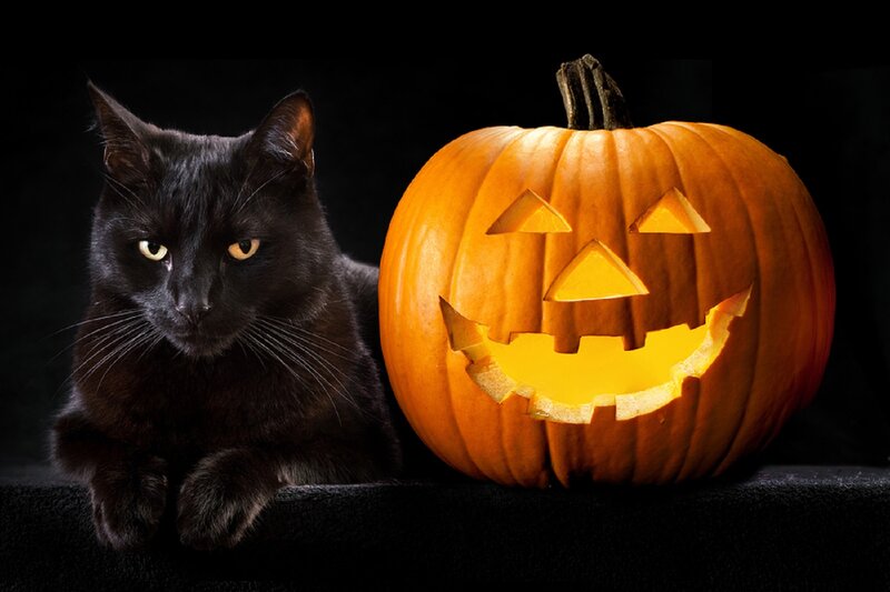 Black Cat and Pumpkin