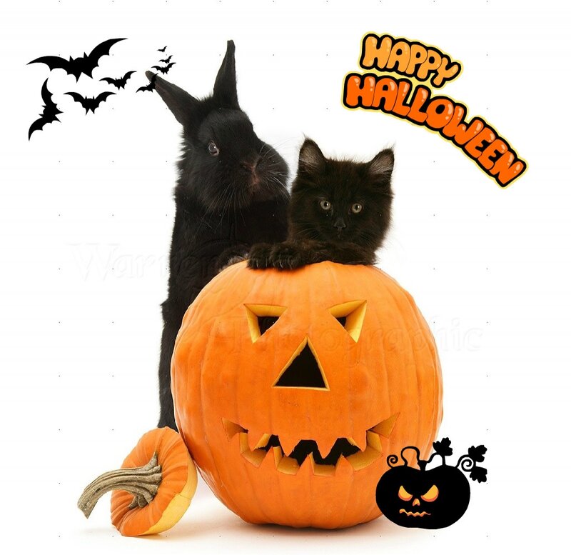 Black Cat and Rabbit — Orange