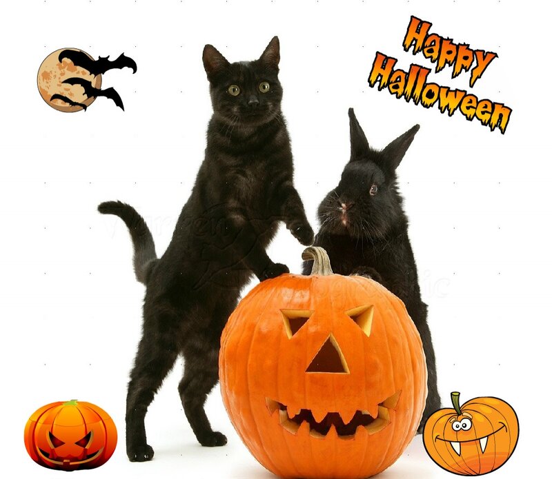 Black Cat and Rabbit