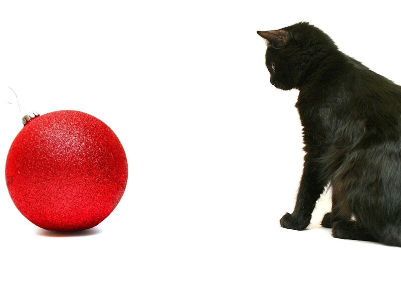 Black Cat and Red Ornament