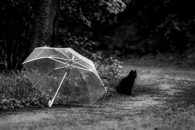 Black Cat and Umbrella