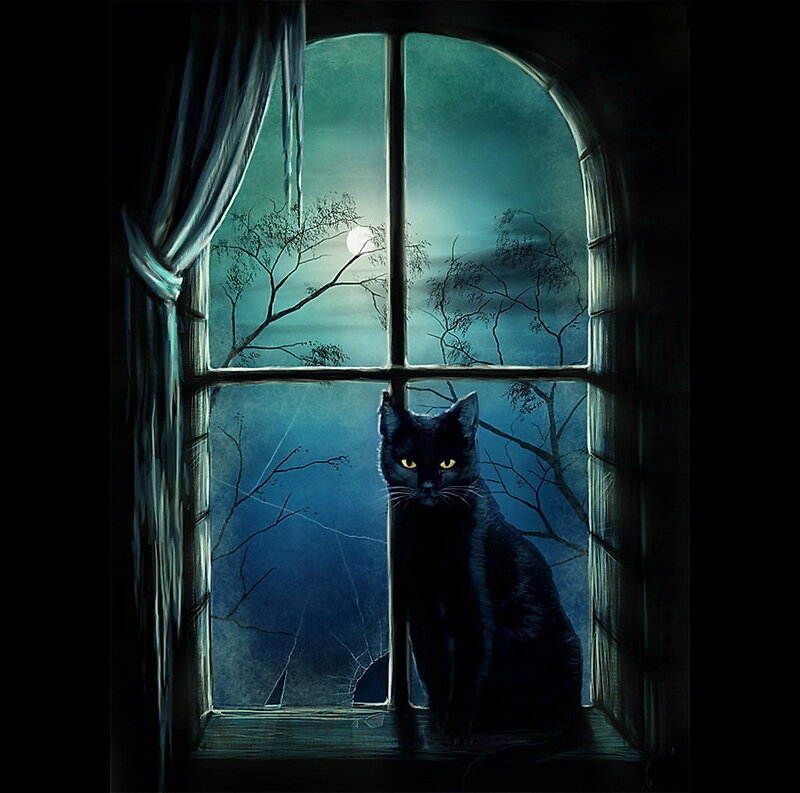 Black cat at the window