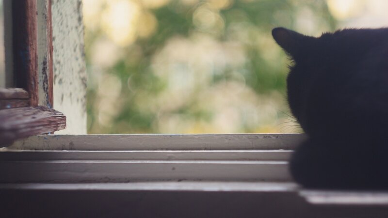Black Cat at Window — Calm, Afternoon