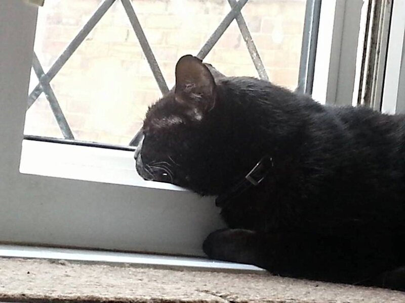 Black Cat at Window — Calm, Photograph