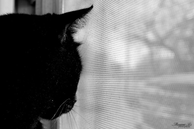 Black Cat at Window — Calm, Photograph, Window Screen