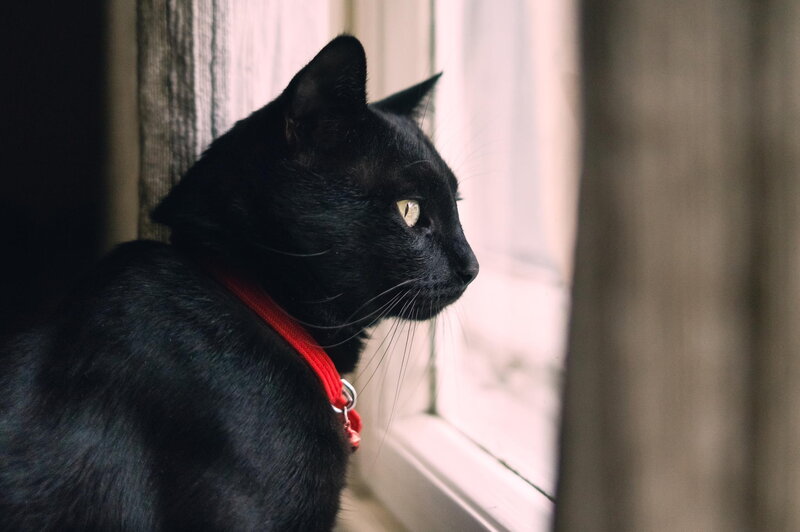 Black Cat at Window — Calm