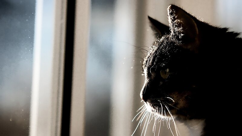 Black Cat at Window — Contemplative