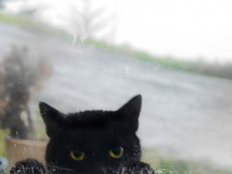 black cat at window