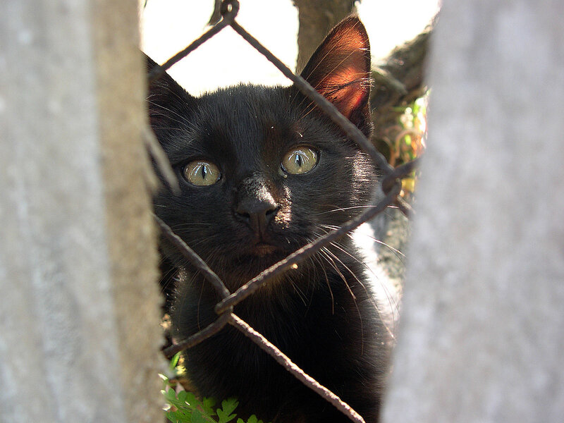 black cat behind fence
