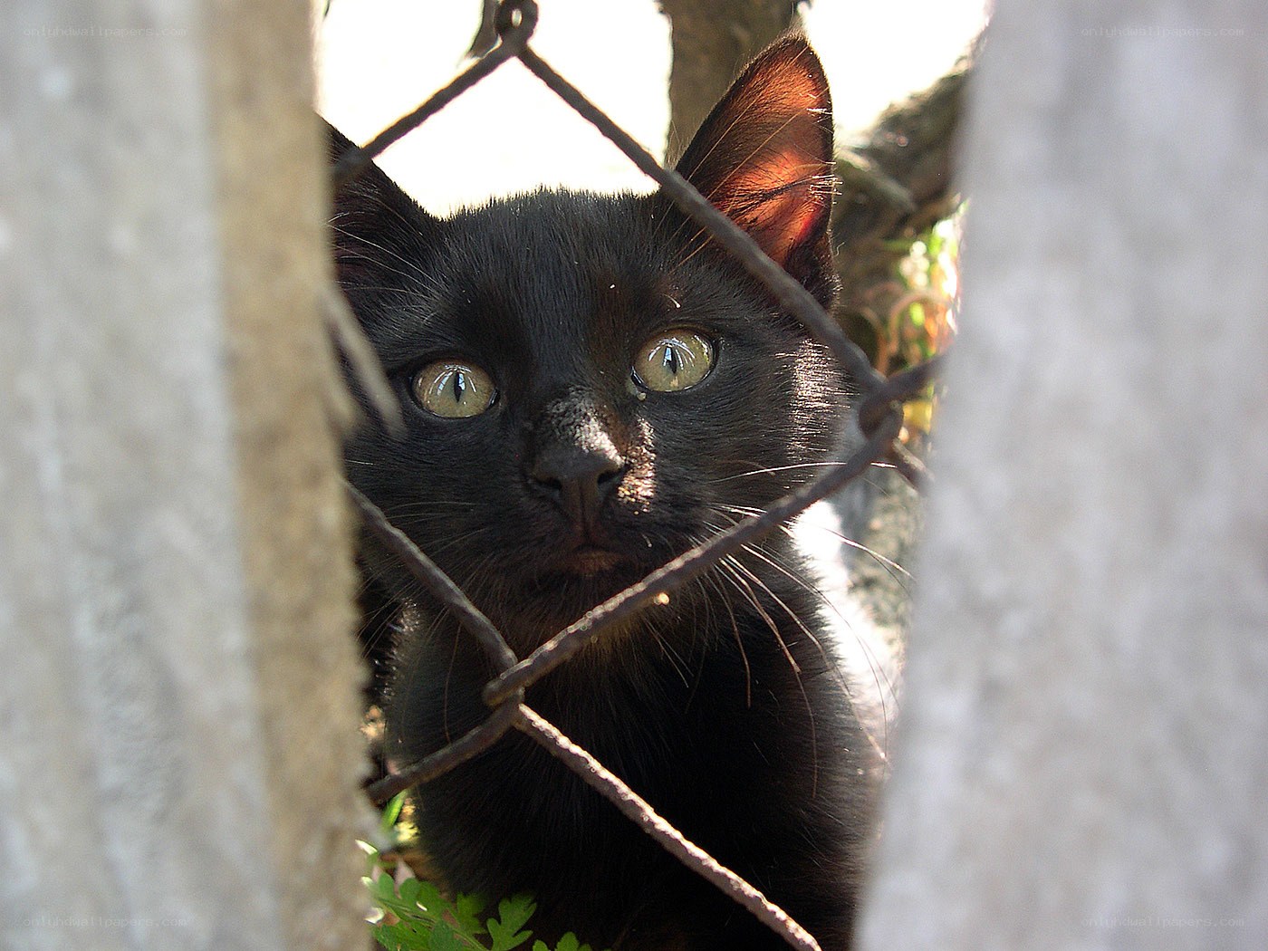 black cat behind fence