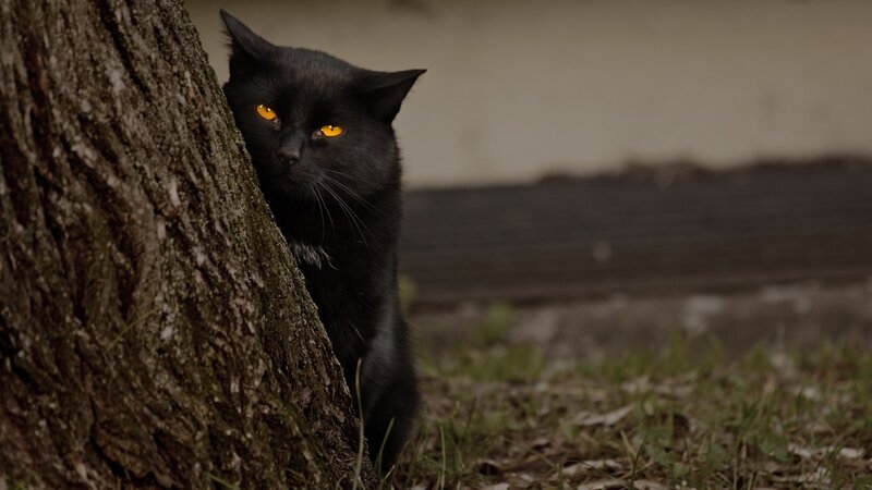 Black Cat Behind Tree — Alert, Night, Photograph, Grass
