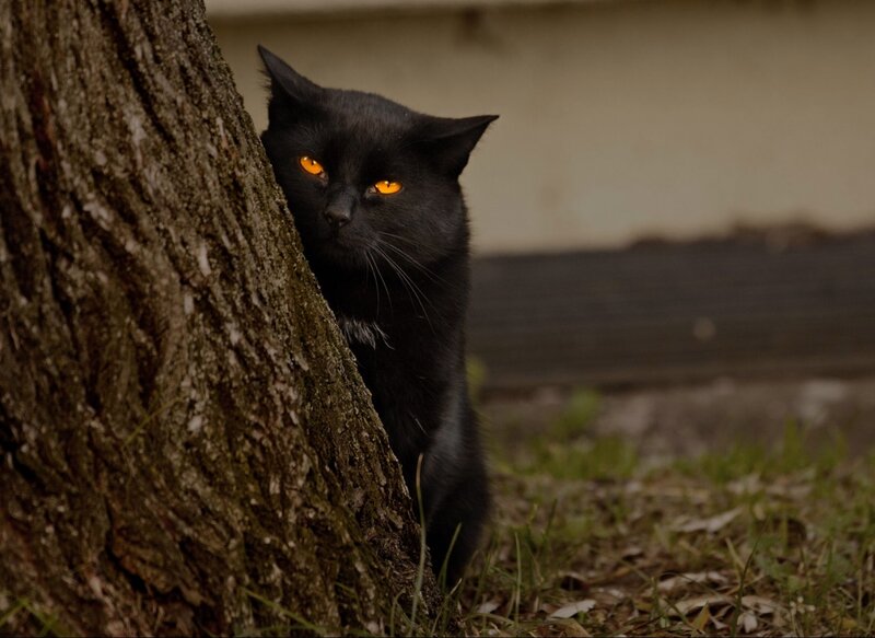 Black Cat Behind Tree — Alert, Night, Photograph