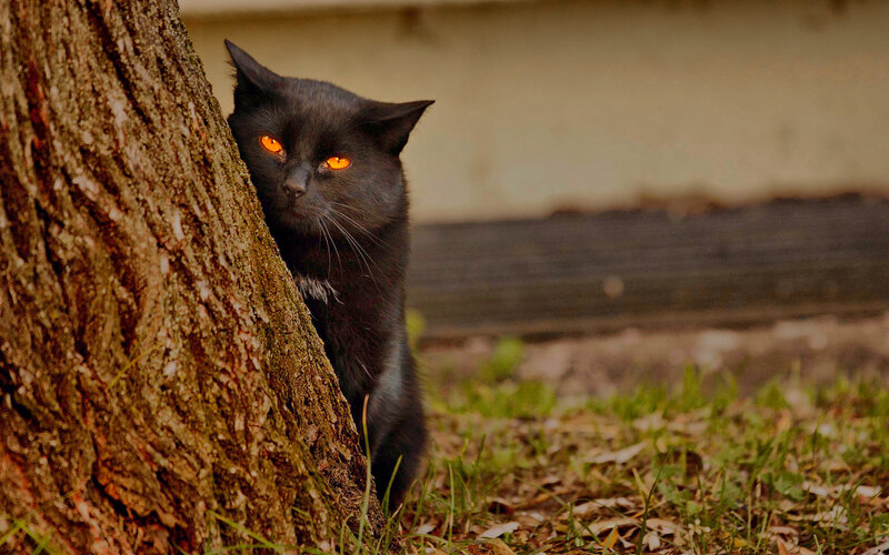 Black Cat Behind Tree — Alert, Night