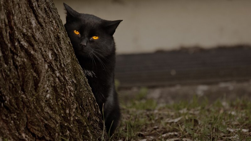 Black Cat Behind Tree — Alert, Photograph, Grass