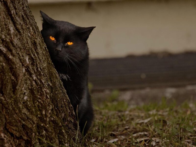 Black Cat Behind Tree — Alert
