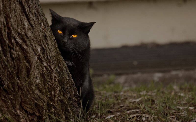 Black Cat Behind Tree — Cautious