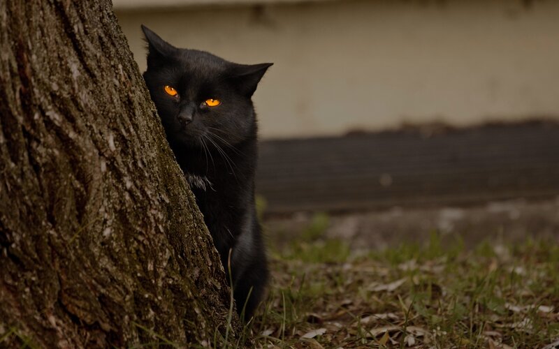 Black Cat Behind Tree