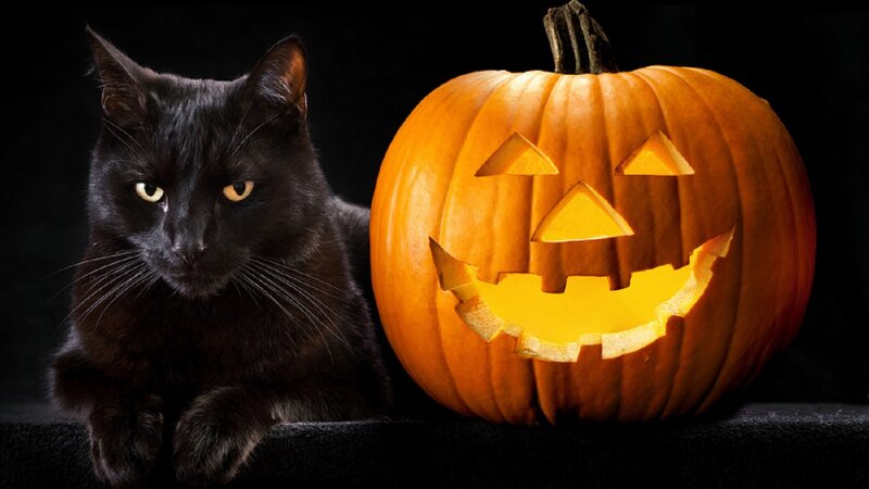 Black Cat Beside Pumpkin