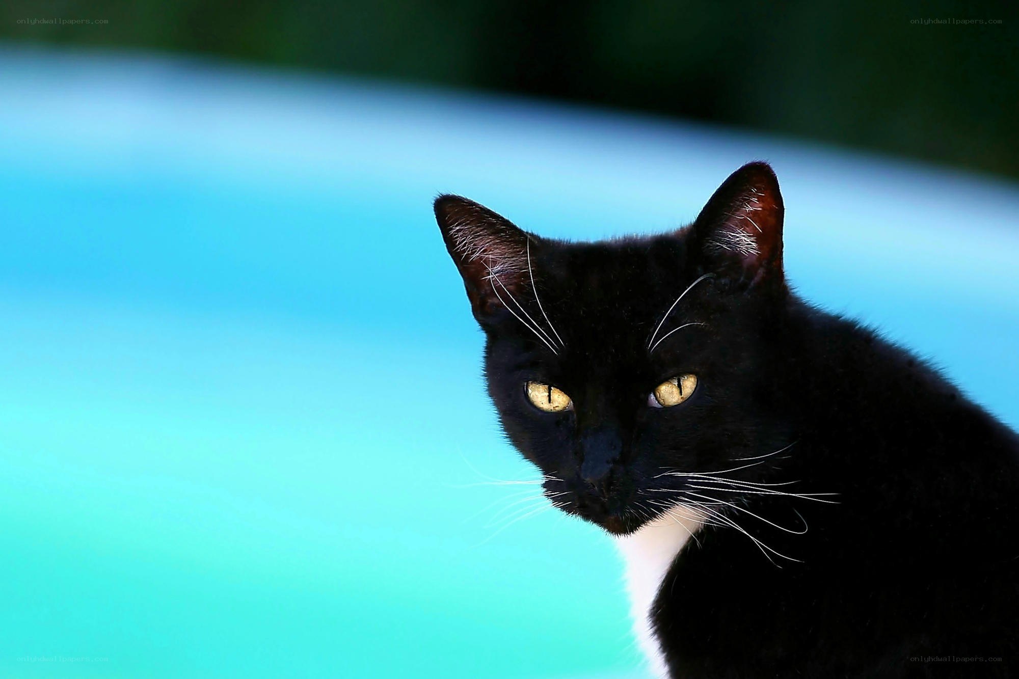 black cat by a pool