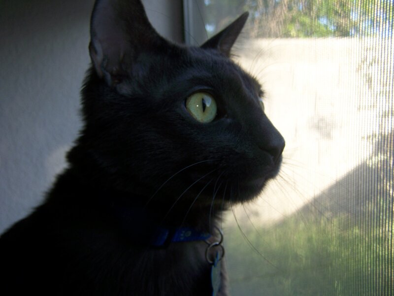 black cat by the window