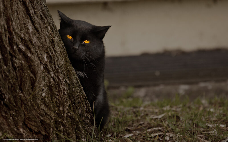 black cat by tree