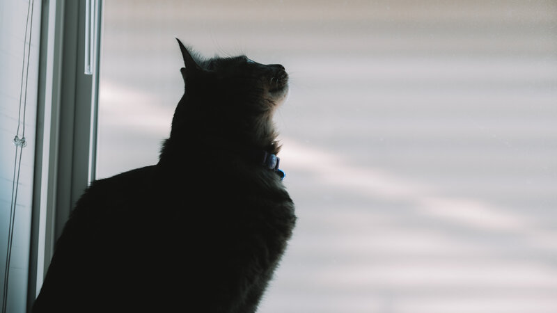 Black Cat by Window — Calm