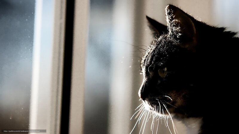 Black Cat by Window — Dramatic