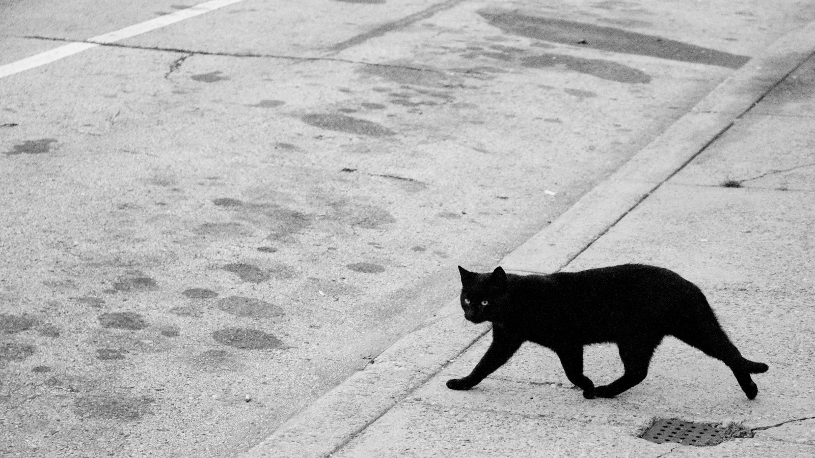 black cat crossing street