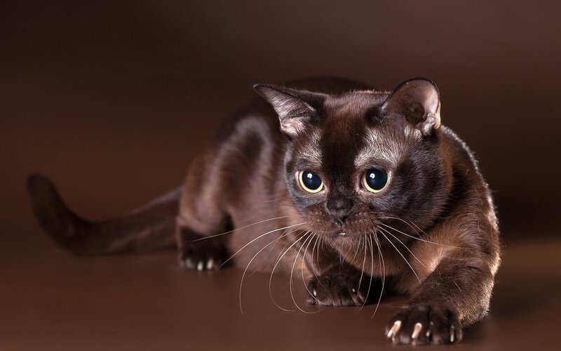 Black Cat Crouching