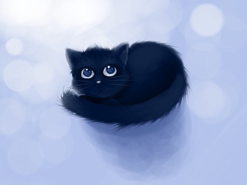 Black Cat Curled Up