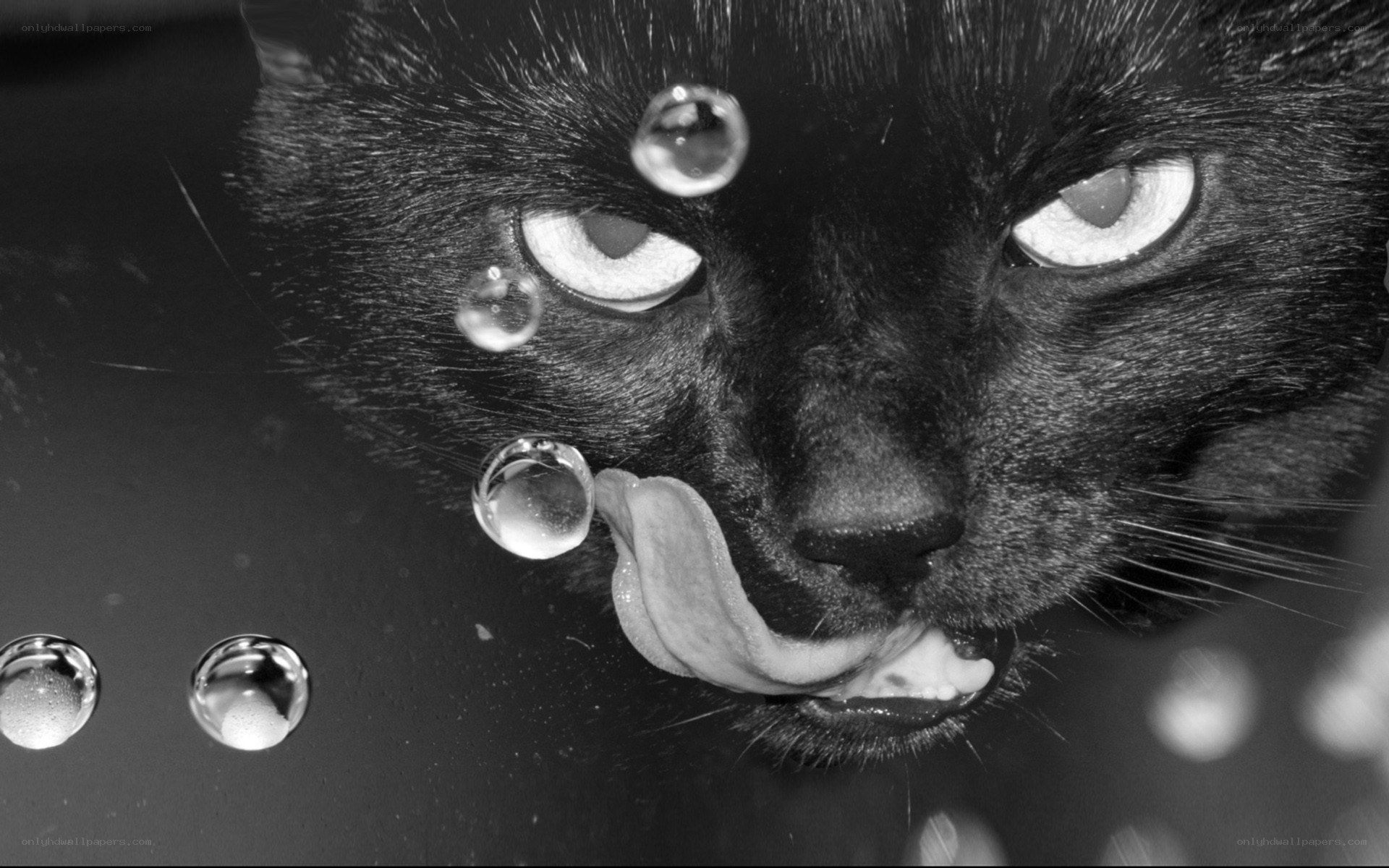 black cat drinking water