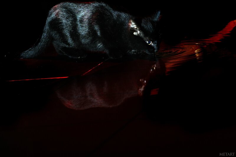 Black Cat Drinking Water — Dramatic