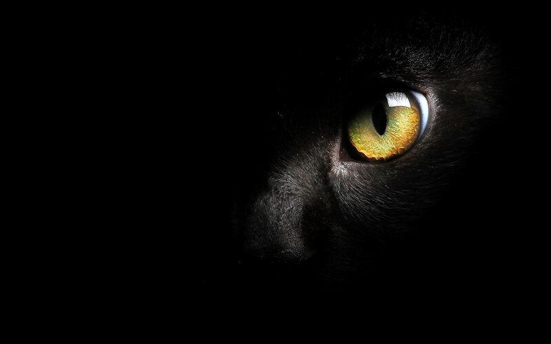 Black Cat Eye — Dramatic, Night