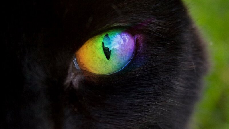 Black Cat Eye — Dramatic
