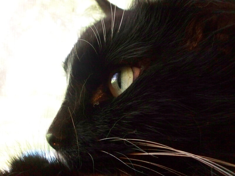 Black Cat Eye