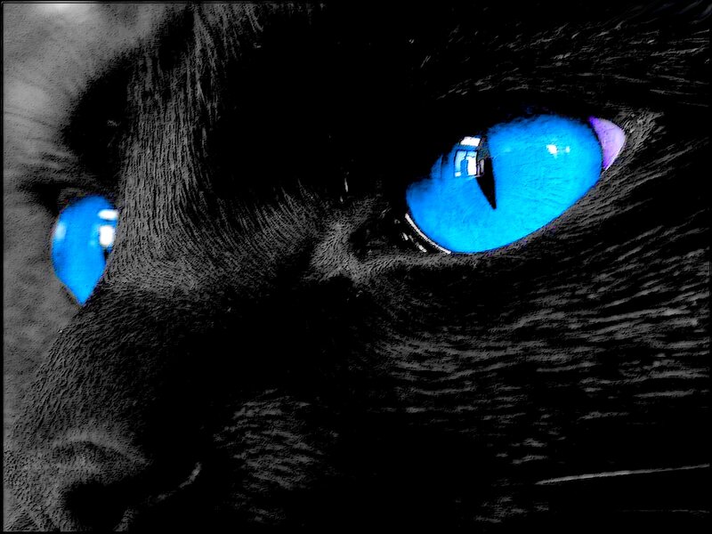 Black Cat Eyes — Blue, Dramatic