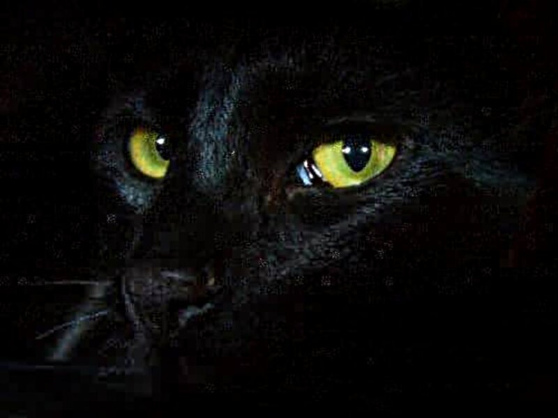 Black Cat Eyes — Dark, Night, Photograph