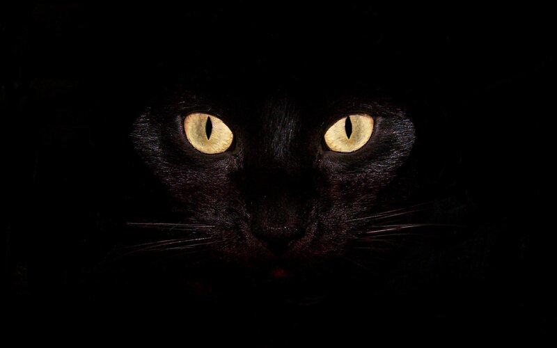 Black Cat Eyes — Dark, Night