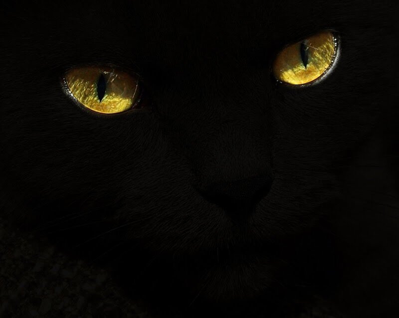 Black Cat Eyes — Dark