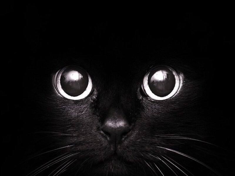 Black Cat Eyes — Dramatic, Night, Photograph, Nose