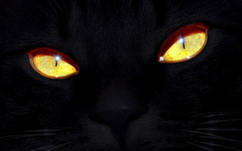 Black Cat Eyes — Dramatic, Night, Photograph, Nose, Whiskers
