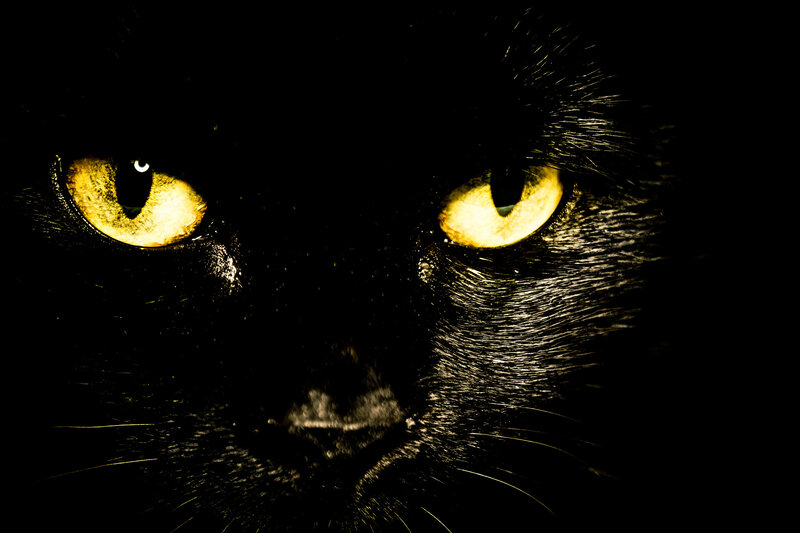 Black Cat Eyes — Dramatic, Night, Photograph, Whiskers